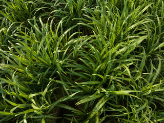 Aerial view of sugarcane plants growing at field