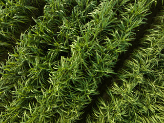Aerial view of sugarcane plants growing at field