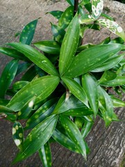 Obraz premium Ornamental plant Dracaena Sanderiana green leaves with slight yellow spots, taken from a high angle in the morning