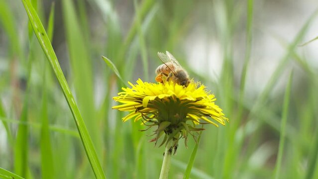 Abeja Polinizando