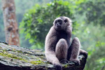 Portrait of a langur in the thick leaves