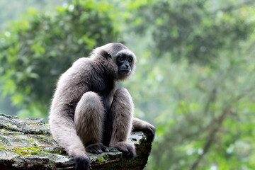 Portrait of a langur in the thick leaves