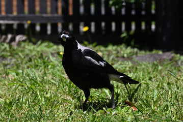 Fototapeta premium Female Australian magpie standing on grass in a suburban yard, looking directly into the foreground with its head tilted in a quizzical manner