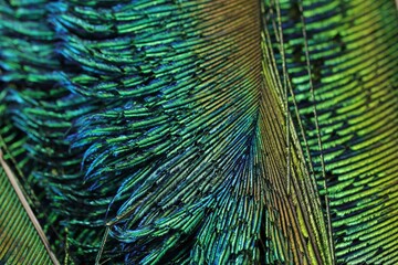 Beautiful green single feather closeup. Peacock feather. Feather isolated. Closeup shot of green...