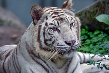 Portrait of a big golden tiger