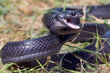 Black gold ringed cat snake on a tree branch, ready to attack