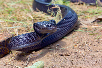 Black gold ringed cat snake on a tree branch, ready to attack
