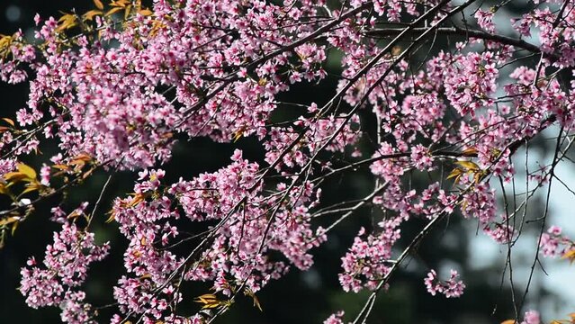 Celebration Spring Images – Browse 2,601,409 Stock Photos, Vectors, and ...