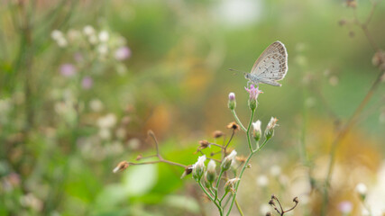butterfly on a flower