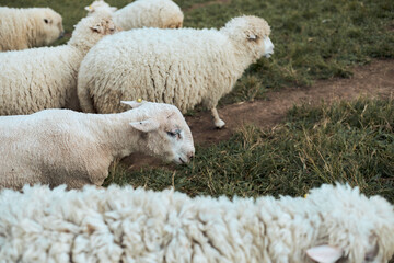 sheep on mountain