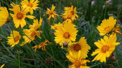 yellow flowers in the grass