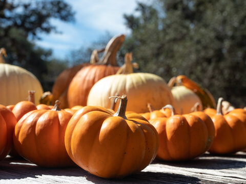 Miniature Orange and Large White Pumpkins on a Rustic Wood Table with Blue Sky and Trees in the Background