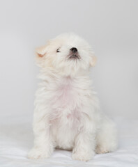 Cute little Maltese puppy sitting on a white bed and looking away