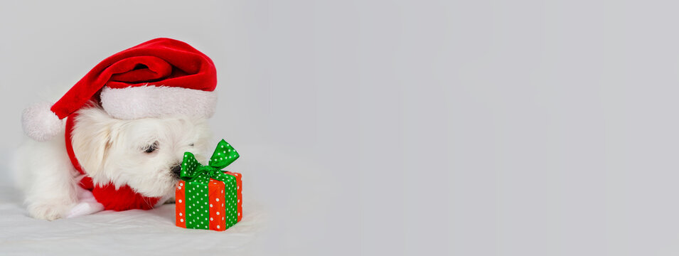 Maltese puppy standing on a white bed dressed up as Santa Claus for the celebration of Christmas. Stretched horizontal panoramic image for banner