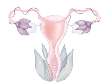 Women health, Floral Illustration of ovary, scheme of womb, Gynecology,  yoni picture, Female reproductive system, uterus with flowers, feminine energy, woman body positivity
