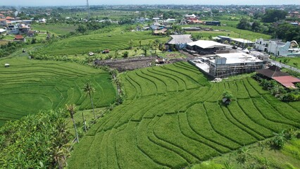 Fototapeta na wymiar Bali, Indonesia - November 10, 2022: The Pererenan Paddy Rice Fields Of Bali, Indonesia