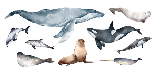 Watercolor drawn set with colorful illustration of marine mammals animals. Humpback blue whale, killer whale, white whale, dolphin, narwhal. Sea animals isolated on white background. Wildlife ocean.