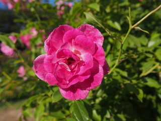 濃いピンク色の小ぶりなバラの花の一輪