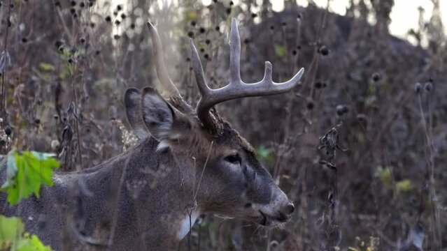 A large male whitetail deer buck with antlers stands calmly amongst the undergrowth plants and shrubs in the sunlight at dusk before walking away.