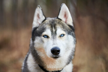 Siberian Husky dog portrait with blue eyes and gray coat color, cute sled dog breed. Friendly husky...