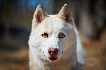 Siberian Husky dog with huge eyes, funny surprised Husky dog with confused big eyes, cute excited...