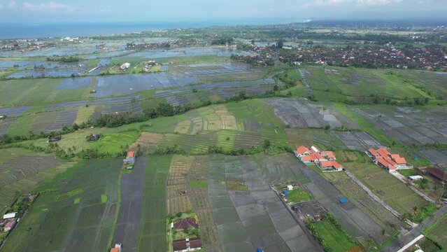 Bali, Indonesia - November 10, 2022: The Pererenan Paddy Rice Fields Of Bali, Indonesia