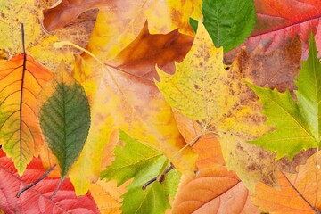 Naklejka na ściany i meble Many colorful dry autumn leaves in park