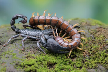 An Asian forest scorpion is ready to prey on a centipede (Scolopendra morsitans) in a pile of dry leaves. This stinging animal has the scientific name Heterometrus spinifer.
