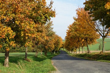 Naklejka premium Maple alley by the road in autumn. Moravia. Czechia. 