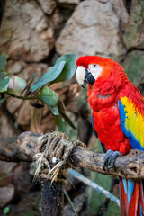 Ara macao Portrait of colorful Scarlet Macaw parrot against jungle background, zoo mexico