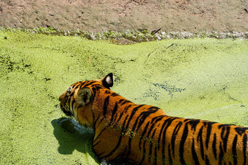 Fototapeta na wymiar bengal tiger, Panthera tigris tigris, swimming to cool off, beautiful large feline, mexico,