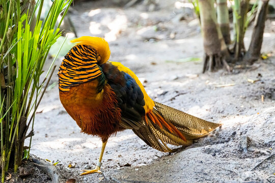 Chrysolophus pictus, golden pheasant beautiful bird with very colorful plumage, golds, blues, greens, mexico