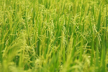 The rice fields of agriculture that are blooming long beautiful green