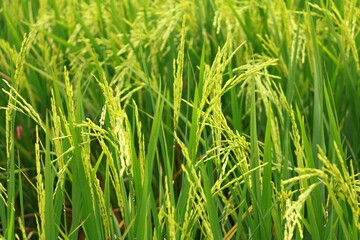 The rice fields of agriculture that are blooming long beautiful green