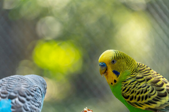 Melopsittacus undulatus, parakeet bird eating seeds standing on a wire, background with bokeh, beautiful colorful bird, mexico