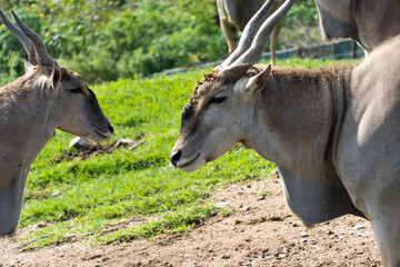 Tragelaphus oryx antelope eating in a herd, with some pigeons around, mexico