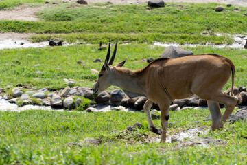 Tragelaphus oryx antelope eating in a herd, with some pigeons around, mexico