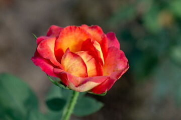 Photo of rose in park. Blurred background.