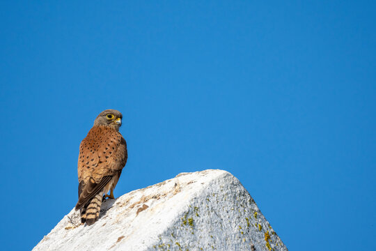 Rock kestrel (Falco rupicolus) perched on a wall. Western Cape. South Africa