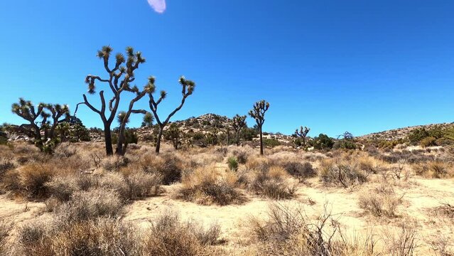Joshua Tree 168 California National Park Yucca Trees
