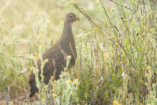 Cape spurfowl or Cape francolin (Pternistis capensis) in the early morning mist. Western Cape. South Africa