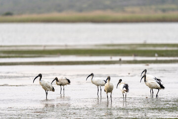 African sacred ibis (Threskiornis aethiopicus). Western Cape. South Africa
