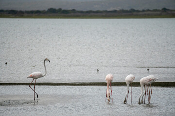 Greater flamingo (Phoenicopterus roseus) in a wetland. Western Cape. South Africa