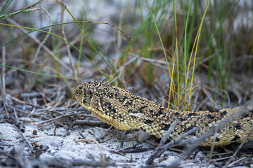 Puff adder (Bitis arietans) snake..Western Cape. South Africa