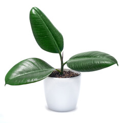 Potted Ficus elastica house plant in a pot isolated on white background
