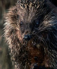 Close-up portrait of a young cute hedgehog