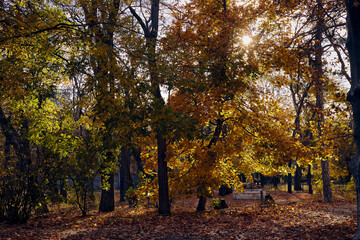 The sun's rays break through the crown of trees with yellowed foliage and fallen leaves cover the ground with a carpet.