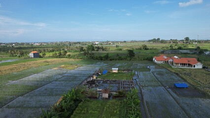 Bali, Indonesia - November 10, 2022: The Pererenan Paddy Rice Fields Of Bali, Indonesia