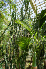 Fototapeta na wymiar Tropical trees and plants in the botanical greenhouse. Palm garden in a greenhouse
