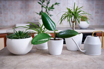 Ficus elastica and other house plants on concrete table at home